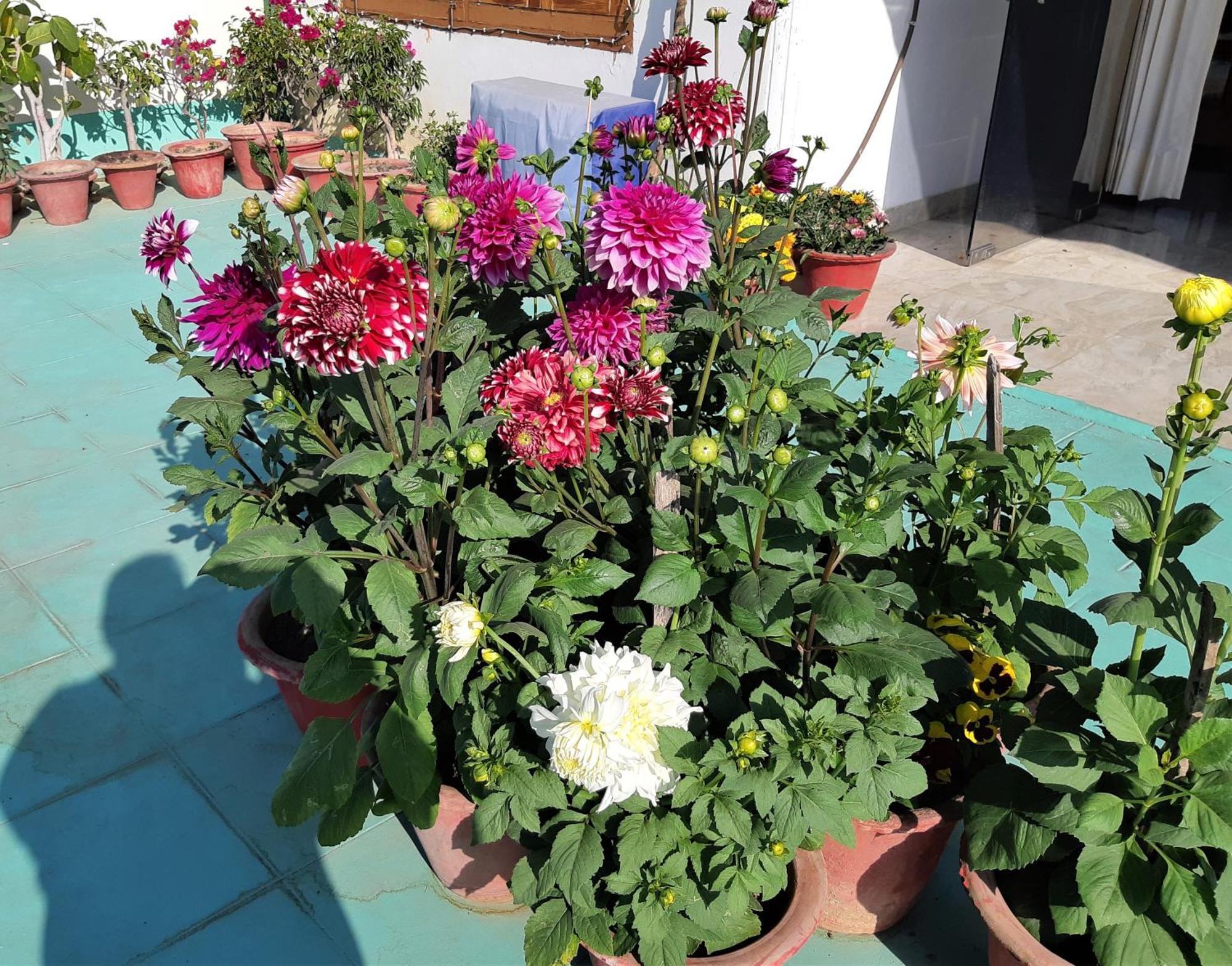 Fully Furnished Ish, Atithya Homestay With Various Amenities And Free Services In Lucknow, India Exteriör bild