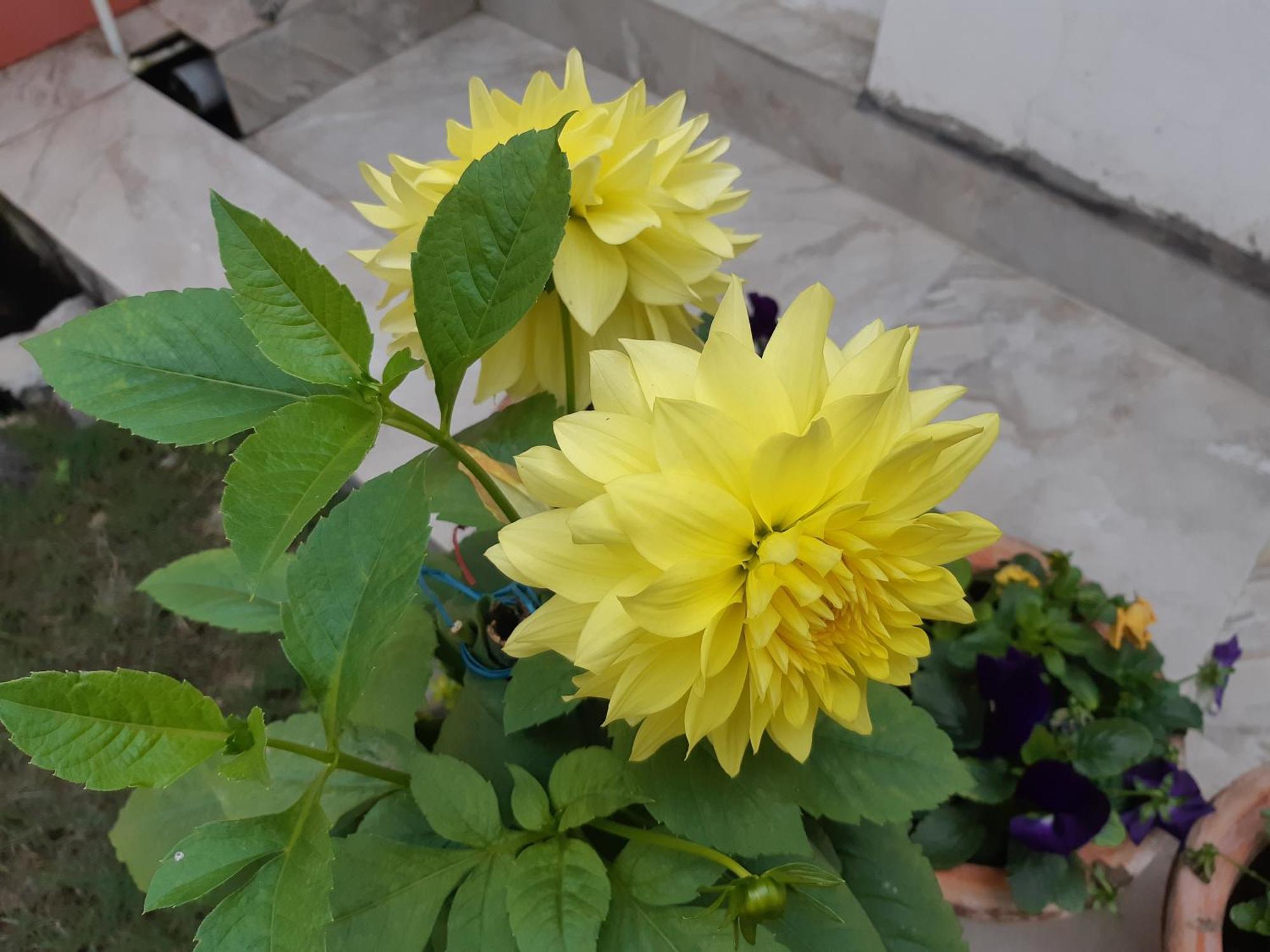 Fully Furnished Ish, Atithya Homestay With Various Amenities And Free Services In Lucknow, India Exteriör bild